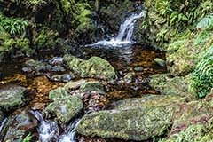 Dunoon Forest Park