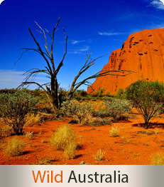 Search now for escorted tours in Australia Wild Australia - Escorted tours to Australia