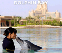 Dolphin Bay 