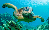 snorkelwith turtles cruise excursion