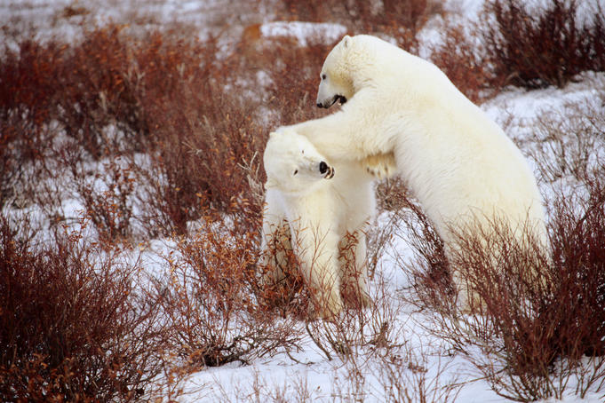 Alaska