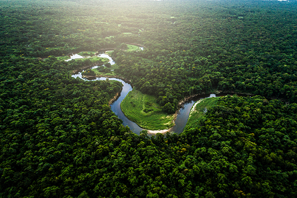 Amazon Rainforest