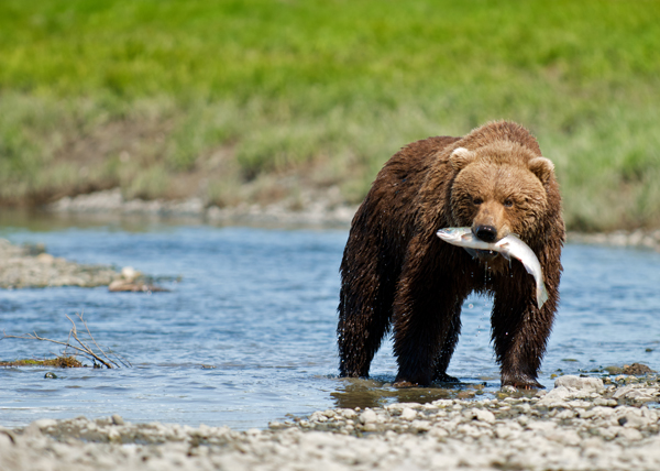 Alaska