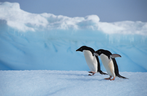 Antarctica