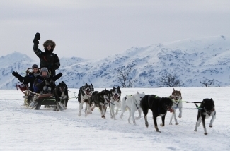 Dog Sledding