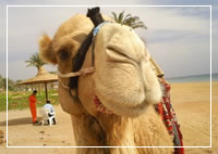 Holidays To Tunisia
