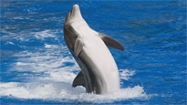 Florida Holiday Deals