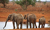 Africa