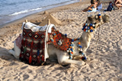 Take a camel ride
