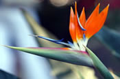 Bird of Paradise