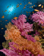 Discount Sharm el Sheikh Holidays