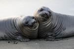 Pair of baby elephant seals cuddling