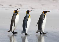 King penguins