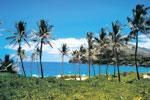 Sea palms