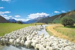 Sheep