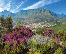 Table Mountain
