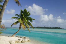 Palm tree