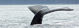Avistaje de ballenas