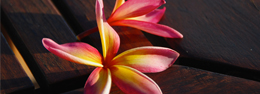 Frangipanis
